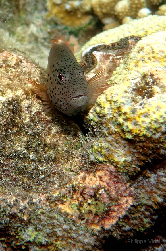 Velidhu - 2013_03_09 - IMG_0281r_Poisson faucon a taches de rousseur - Paracirrhites forsteri_House reef_pmt.jpg